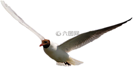 孤立,鳥,鴿子