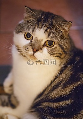動物,貓咪,可愛的貓