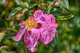 白玫瑰,花,荊棘