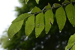 葉,自然,植物區(qū)系