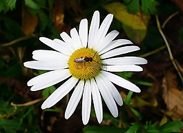magarite,花,bug