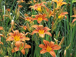 橙色,虎,百合花