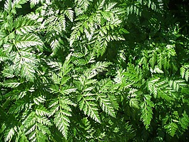 蕨類植物,綠色,葉子