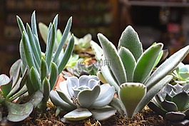 仙人掌,植物區(qū)系,自然