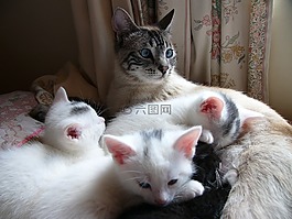 貓,小貓,白