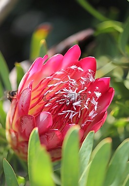 普罗蒂,非洲,花