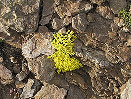 山,鲜花,石头