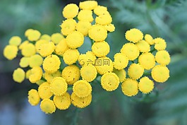 花,環(huán)路,黃色
