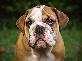 英國斗牛犬,狗,哺乳動物