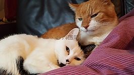 猫,鲁迪,白