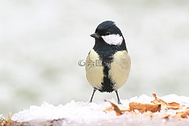 鳥,動(dòng)物世界,性質(zhì)