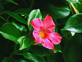鮮花,紅,園藝