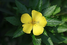 花,你們,花朵綻放