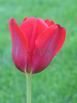 郁金香,草,春