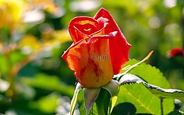 羅莎,花,花瓣