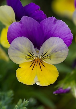 花,中提琴,春