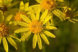 雛菊,黃色,花