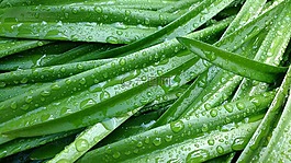 草,植物,葉