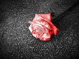 花,羅莎,紅色