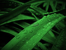 植物,草,綠色