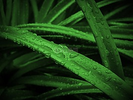 植物,草,綠色