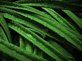 植物,草,綠色