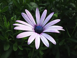 dimorphotheca ecklonis,dimoforteca,花瓣