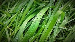 草,滴,植物