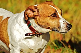 杰克羅素,小獵犬,狗
