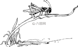 蝗蟲,黑色和白色,昆蟲