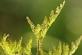 植物,蕨類植物,熱帶