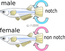 鱼,男,女性