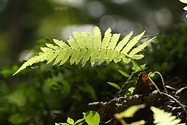 蕨類植物,植物,自然