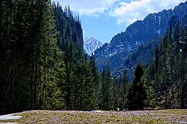冬奥会,kościeliska谷,冬季