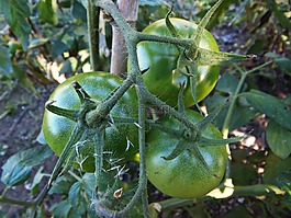 西紅柿,果園,蔬菜