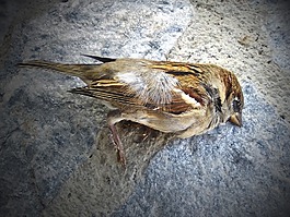 麻雀,死鳥,隱喻