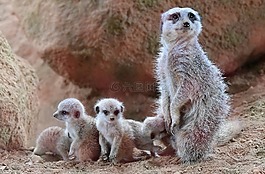 性質,動物區(qū)系,哺乳動物
