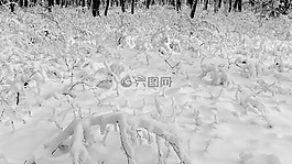 雪,雪荷載,森林