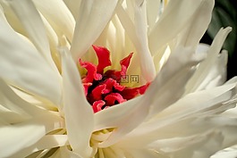 性質(zhì),花,夏季