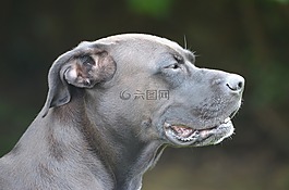 動物,性質(zhì),哺乳動物