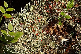 青苔,森林,花