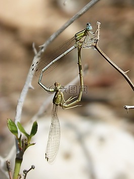 蜻蜓,夫婦,交配