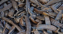 矮菜豆,bean,蔬菜
