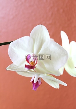 蘭花,白,花