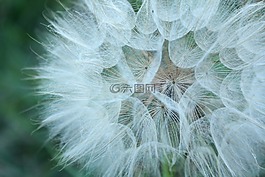 瘦果,野生花卉,种子