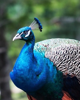 孔雀,鳥,藍色