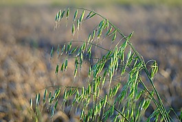 燕麥,豐收節(jié),收藏