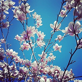 鮮花,春,花
