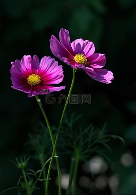 花卉,粉紅色,花瓣