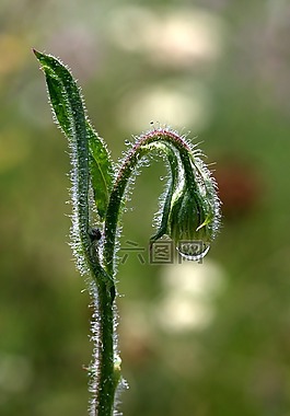 萌芽狀態(tài)的花,綠色,滴